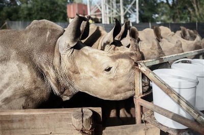 Nam Phi sắp đấu giá trang trại nuôi tê giác lớn nhất thế giới