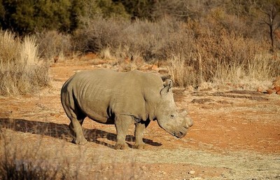 Nam Phi: Kết án tổng cộng hơn 100 năm tù giam cho 3 kẻ săn trộm tê giác