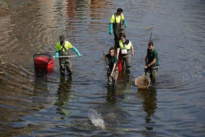 Tây Ban Nha: Cứu hàng tấn cá từ sông khô cạn vì hạn hán