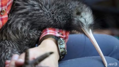 New Zealand nỗ lực giải cứu loài chim kiwi