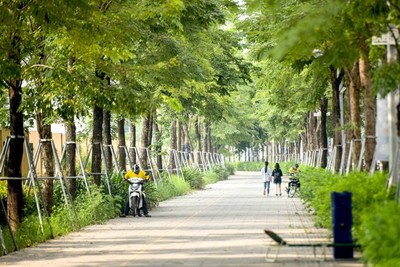 Rà soát, thay thế cây có nguy cơ gãy, đổ trước mùa mưa bão tại Hà Nội