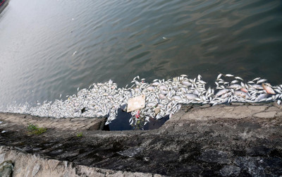 Hà Tĩnh: Cá chết hàng loạt nổi dày đặc tại hồ điều hòa Bồng Sơn
