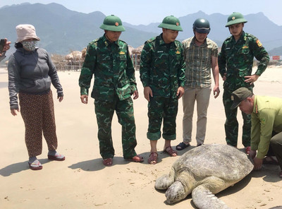 Thừa Thiên – Huế: Thả cá thể vích hơn 100 kg về môi trường biển