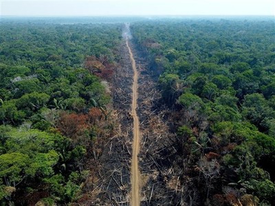 Anh cam kết đóng góp 100 triệu USD cho Quỹ Bảo vệ rừng Amazon