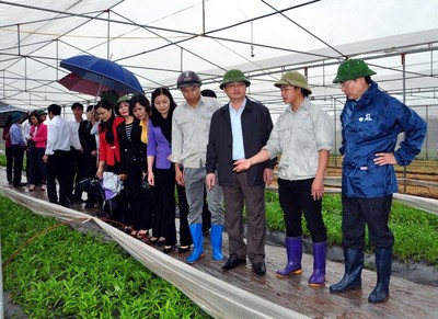Hưng Yên: Thăm vùng canh tác rau sạch "5S"