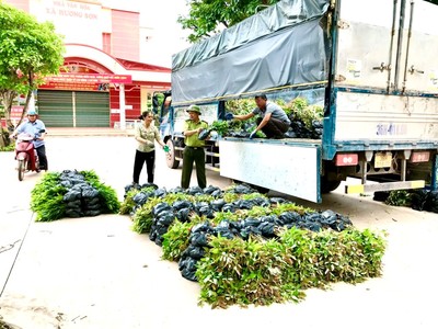 Cấp phát trên 124 nghìn cây trồng trên địa bàn huyện Lạng Giang, Bắc Giang