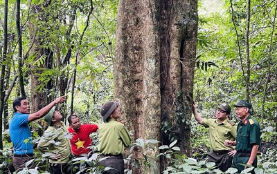 Yên Bái phát triển rừng bền vững