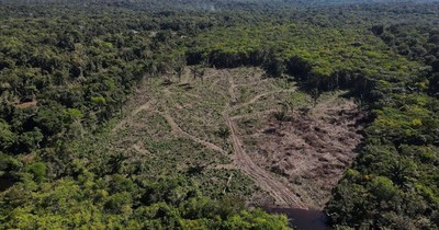 EU thông qua đạo luật cấm hàng hoá liên quan đến nạn phá rừng