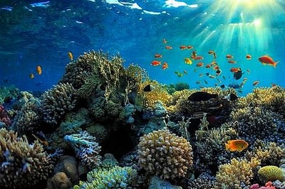 Ô nhiễm ánh sáng cản trở quá trình sinh sản của san hô