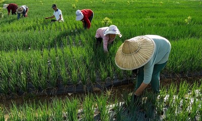 FAO trao chứng nhận cho 24 Hệ thống di sản nông nghiệp quan trọng toàn cầu mới trên thế giới