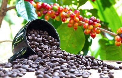 Giá cà phê hôm nay 24/5: Cập nhật giá cà phê Tây Nguyên và Miền Nam