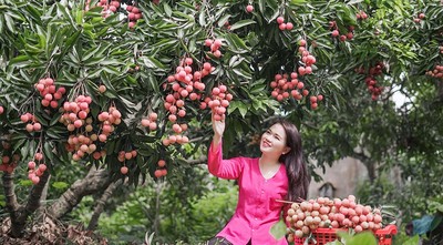 Bắc Giang: Du lịch “Lục Ngạn mùa vải chín” năm 2023