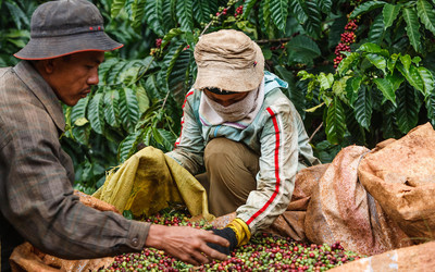 Biến đổi khí hậu có thể khiến diện tích đất trồng cà phê tại Việt Nam giảm gần một nửa