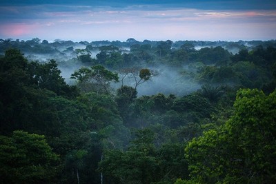 Anh cam kết tài trợ 9,2 triệu USD cho dự án đo CO2 tại rừng Amazon