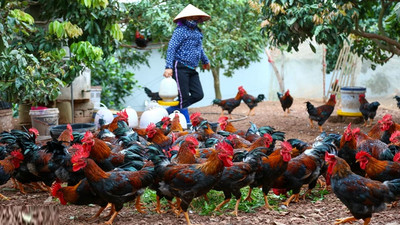 Cho gà ăn lá sâm núi Dành, nông dân Bắc Giang kiếm nửa tỷ đồng mỗi năm