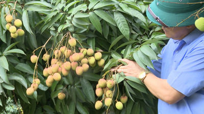 Bắc Giang: Hướng dẫn nông dân thu hoạch vải sớm