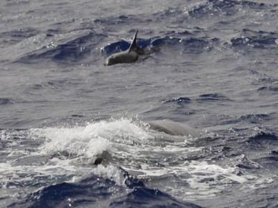 Phát hiện về nơi sinh sống mới của loài cá voi có nguy cơ tuyệt chủng