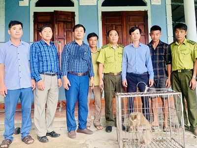Vườn Quốc gia Vũ Quang tiếp nhận cá thể khỉ đuôi lợn