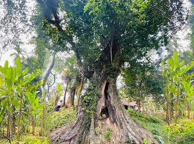 Hà Tĩnh: Công nhận cây thị tại Hương Sơn là Cây Di sản Việt Nam