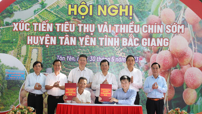 Tân Yên- Bắc Giang: Tổ chức hội nghị xúc tiến tiêu thụ vải thiều chín sớm