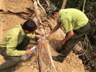 Quảng Ngãi: Làm rõ vụ phá rừng thuộc dự án KfW6 để mở đường