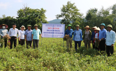 Quảng Bình: Hỗ trợ xây dựng thương hiệu cho giống lạc Cúc bản địa