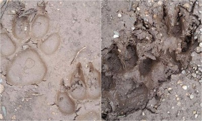 Nghi vấn xuất hiện 2 con hổ ở huyện Mộc Châu (Sơn La)