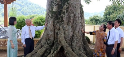 Lạng Sơn: Thêm 10 cây được công nhận cây di sản Việt Nam