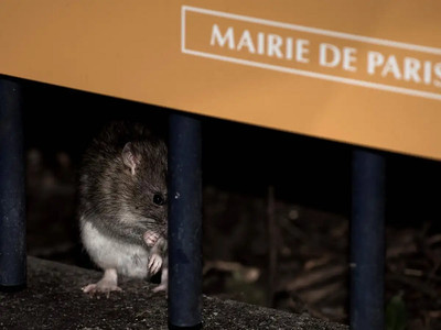 Pháp: Nỗ lực tìm cách giải quyết cuộc khủng hoảng chuột tại Paris
