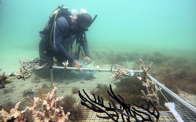 UAE nỗ lực phục hồi các rạn san hô