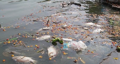 Hồ Tây sặc mùi hôi thối vì rác thải, xác cá chết trôi tấp nập quanh bờ