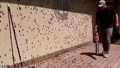 Mỹ: Khí hậu khô nóng khiến đường phố lúc nhúc côn trùng như phim kinh dị