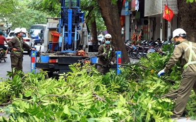 Hà Nội: Lên kế hoạch cắt tỉa cây xanh trước mùa mưa bão năm 2023