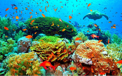 Nghiên cứu thúc đẩy cơ chế chi trả dịch vụ hệ sinh thái biển