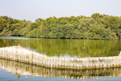 UAE đang nỗ lực phục hồi và trồng mới rừng ngập mặn ven biển
