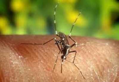 WHO: Bệnh từ muỗi sẽ tăng mạnh vì El Nino
