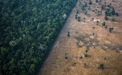 Mất 10% diện tích rừng nhiệt đới nguyên sinh trên thế giới vào năm 2022