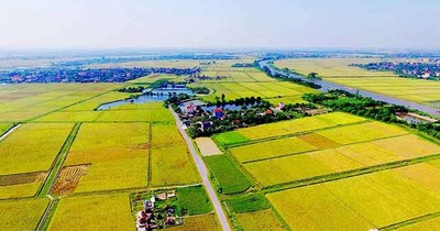 TP.HCM được quyền quyết định chuyển đổi đất trồng lúa dưới 500 ha