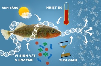 eDNA: Phương pháp nghiên cứu mới trong đa dạng sinh học