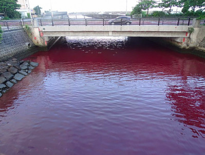 Rò rỉ chất phụ gia từ nhà máy bia khiến vùng biển Nhật Bản bị nhuộm đỏ