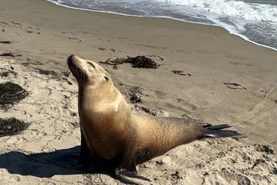Hàng loạt hải cẩu và cá heo chết dạt vào bờ biển California