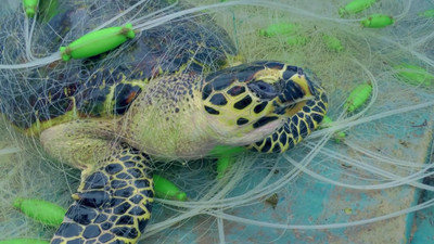 Ra mắt phim truyền thông mới kêu gọi bảo vệ rùa biển