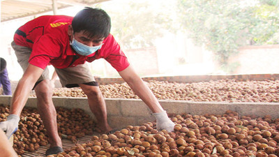 Bắc Giang: Vải thiều sấy khô tiêu thụ thuận lợi