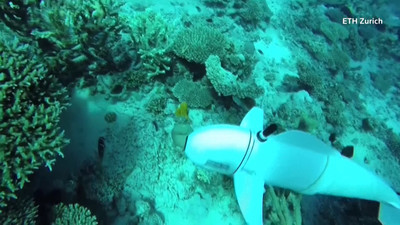 Thuỵ Sĩ: Phát triển robot cá giúp giám sát đại dương