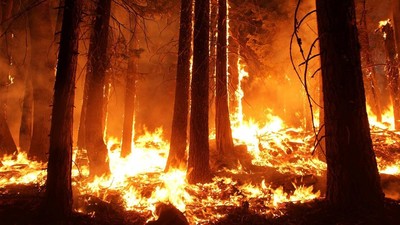 Nga: Ban bố tình trạng khẩn cấp do cháy rừng tại vùng Viễn Đông