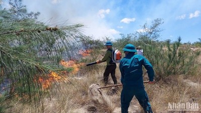Quảng Bình: Cháy rừng phi lao ven biển