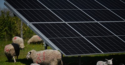 Mô hình "Chăn thả + điện mặt trời" - công nghệ và động vật chung sống đang phát triển ở Mỹ