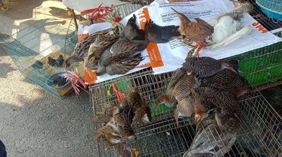 Hà Nội cấm săn bắt, sử dụng sản phẩm từ chim hoang dã