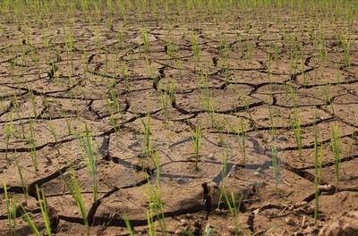 Đắk Lắk: Triển khai các biện pháp cấp bách ứng phó với nguy cơ nắng nóng, hạn hán, El Nino