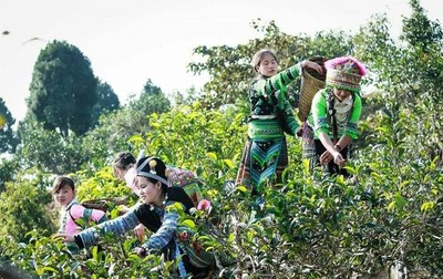 Yên Bái: Dự kiến tổ chức lễ hội Trà Shan tuyết huyện Văn Chấn lần thứ nhất